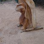 Drache 2