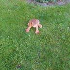Frosch